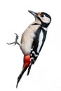 Great Spotted Woodpecker Royalty Free Stock Photo