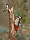 Great Spotted Woodpecker