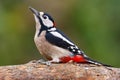 Great Spotted Woodpecker