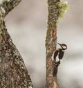 Great Spotted Woodpecker