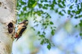 Great spotted woodpecker on birch tree next to hole with young bird Royalty Free Stock Photo