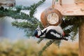 Great spotted woodpecker bird in black, white, crimson red patch Royalty Free Stock Photo
