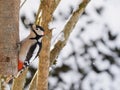 Great spotted woodpecker bird in black, white, crimson red patch Royalty Free Stock Photo