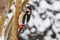 Great spotted woodpecker bird in black, white, red with snow covering beak perching on tree , winter in Austria