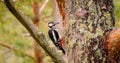 Great spotted woodpecker bird on a tree looking for food. Great spotted woodpecker Dendrocopos major is a medium-sized Royalty Free Stock Photo