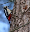 great spotted woodpecker on the bough