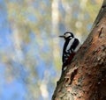 great spotted woodpecker on the bough