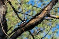 Great spotted woodpecker chiseling, drumming and pecking on a pine tree`s branch