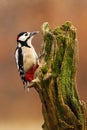 Great spotted woodpecker climbing on tree in autumn Royalty Free Stock Photo