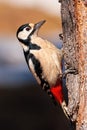 Great spotted woodpecker climbing a tree illuminated by sun in vertical composition Royalty Free Stock Photo