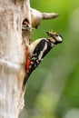 Great spotted woodpecker climbing a tree with nest hole a feeding little chick Royalty Free Stock Photo