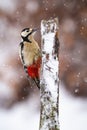 Great spotted woodpecker climbing on tree during snowing Royalty Free Stock Photo