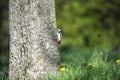 Great spotted woodpecker climbing up a tree Royalty Free Stock Photo