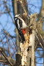 Great spotted woodpecker with cone / Dendrocopos m