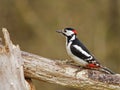 Great Spotted Woodpecker (Dendrocopos m