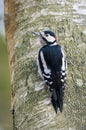 Great Spotted Woodpecker (Dendrocopos major) Royalty Free Stock Photo