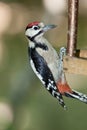 Great spotted woodpecker (Dendrocopos major). Royalty Free Stock Photo