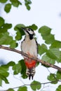 Great spotted woodpecker (Dendrocopos major). Royalty Free Stock Photo