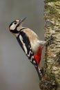 Great Spotted Woodpecker (Dendrocopos major) Royalty Free Stock Photo