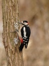 Great Spotted Woodpecker (Dendrocopos major) Royalty Free Stock Photo