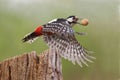 Great spotted woodpecker Dendrocopos major with beautiful black, red and white feathers Royalty Free Stock Photo