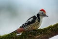Woodpecker sitting on mossy branch Royalty Free Stock Photo