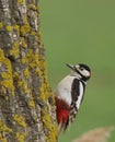 Great spotted woodpecker Dendrocopos major