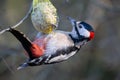 Great Spotted Woodpecker Dendrocopos major Royalty Free Stock Photo