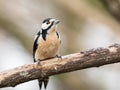 The great spotted woodpecker, Dendrocopos major, female bird sitting on a tree Royalty Free Stock Photo