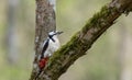 Great spotted woodpecker Dendrocopos major female Royalty Free Stock Photo