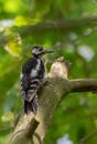 Great spotted woodpecker Dendrocopos major female Royalty Free Stock Photo