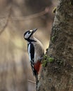 The great spotted woodpecker, Dendrocopos major female Royalty Free Stock Photo