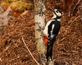 The great spotted woodpecker, Dendrocopos major female Royalty Free Stock Photo