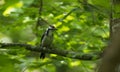 Great spotted woodpecker Dendrocopos major female Royalty Free Stock Photo
