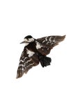 Great Spotted Woodpecker Dendrocopos major in flight, isolated on a white background Royalty Free Stock Photo