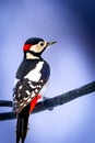 Great spotted woodpecker (Dendrocopos major) on a branch Royalty Free Stock Photo