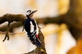 Great spotted woodpecker (Dendrocopos major) on a branch Royalty Free Stock Photo
