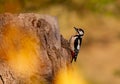 Great spotted woodpecker (Dendrocopos major) on a branch Royalty Free Stock Photo