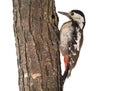 Great Spotted Woodpecker Dendrocopos major