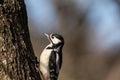 Great spotted woodpecker, Dendrocopos major, male bird sitting on a tree trunk in spring Royalty Free Stock Photo