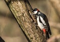 Great spotted woodpecker, Dendrocopos major, male bird sitting on a tree trunk in spring Royalty Free Stock Photo