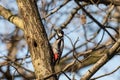 Great spotted woodpecker, Dendrocopos major, male bird sitting on a tree trunk in spring Royalty Free Stock Photo