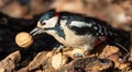 Great spotted woodpecker, Dendrocopos major. The male holds a walnut in his beak Royalty Free Stock Photo