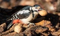 Great spotted woodpecker, Dendrocopos major. The male holds a walnut in his beak Royalty Free Stock Photo