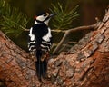 A Great Spotted Woodpecker, Dendrocopos major Royalty Free Stock Photo