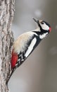 Great Spotted Woodpecker - Dendrocopos major - male in the wet forest Royalty Free Stock Photo