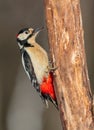 Great Spotted Woodpecker - Dendrocopos major - male in the wet forest Royalty Free Stock Photo