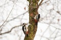 Great spotted woodpecker (Dendrocopos major) medium sized bird, a pair of birds sits high on a tree trunk Royalty Free Stock Photo