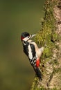 Great spotted woodpecker pecking on a mossy birch tree