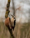 Acrobatic Great Spotted Woodpecker, Dendrocopos major, perched on coconut bird feeder for suet on Winter morning